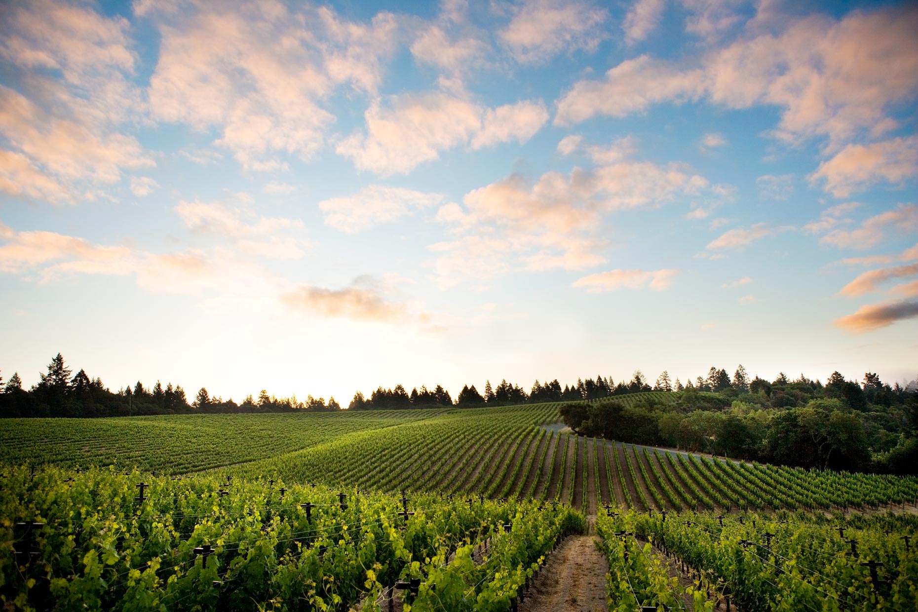 Napa_Sloan_dawn_vineyard_5934
